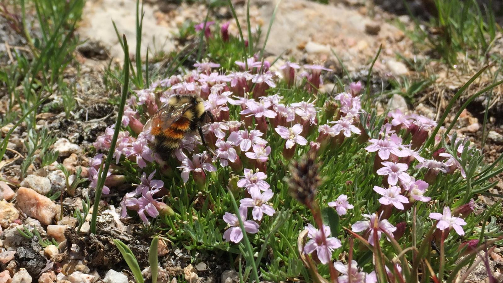 silene w pollinator