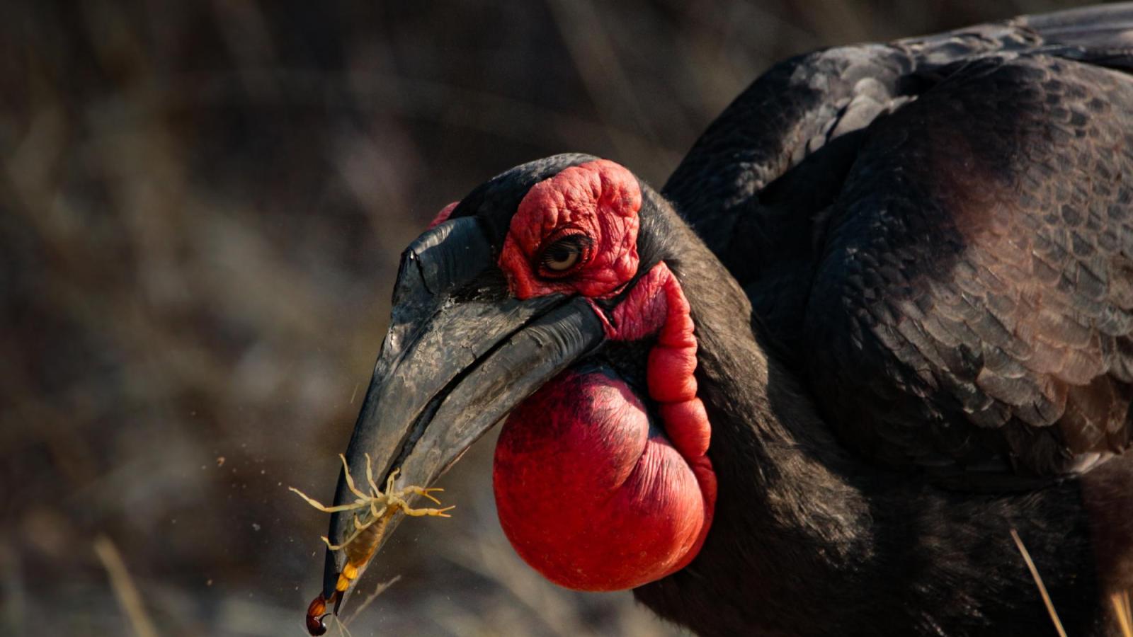 vulture