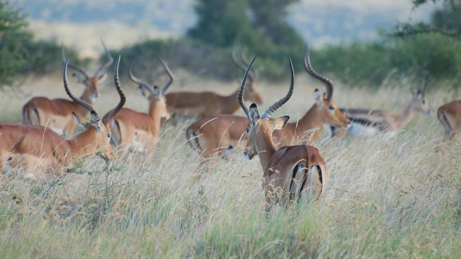 impala