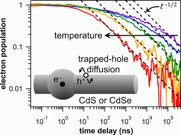 Temperature-Dependent Transient Absorption Spectroscopy Elucidates Trapped-Hole Dynamics in CdS and CdSe Nanorods