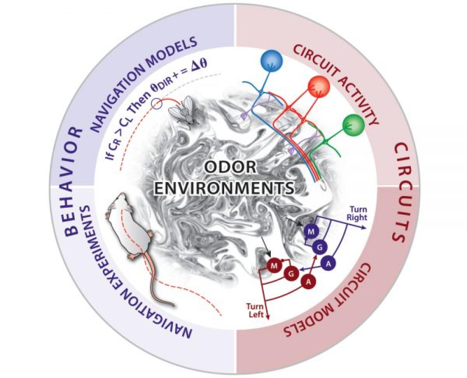 Circular process graphic of odor plumes as navigational cues