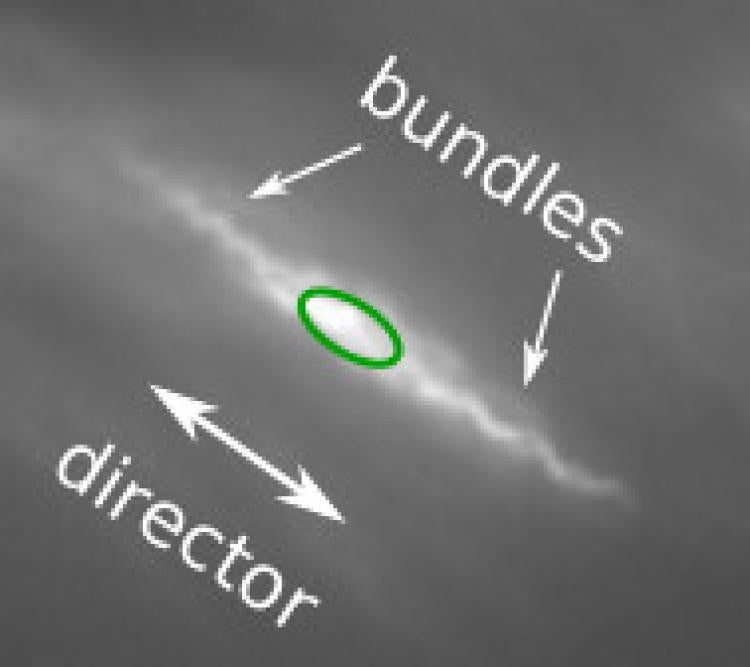 Bacterium swimming in Liquid Crystal with two tails