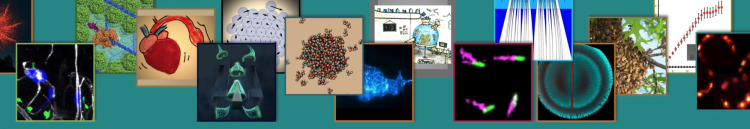 Collage of past BPPB seminars