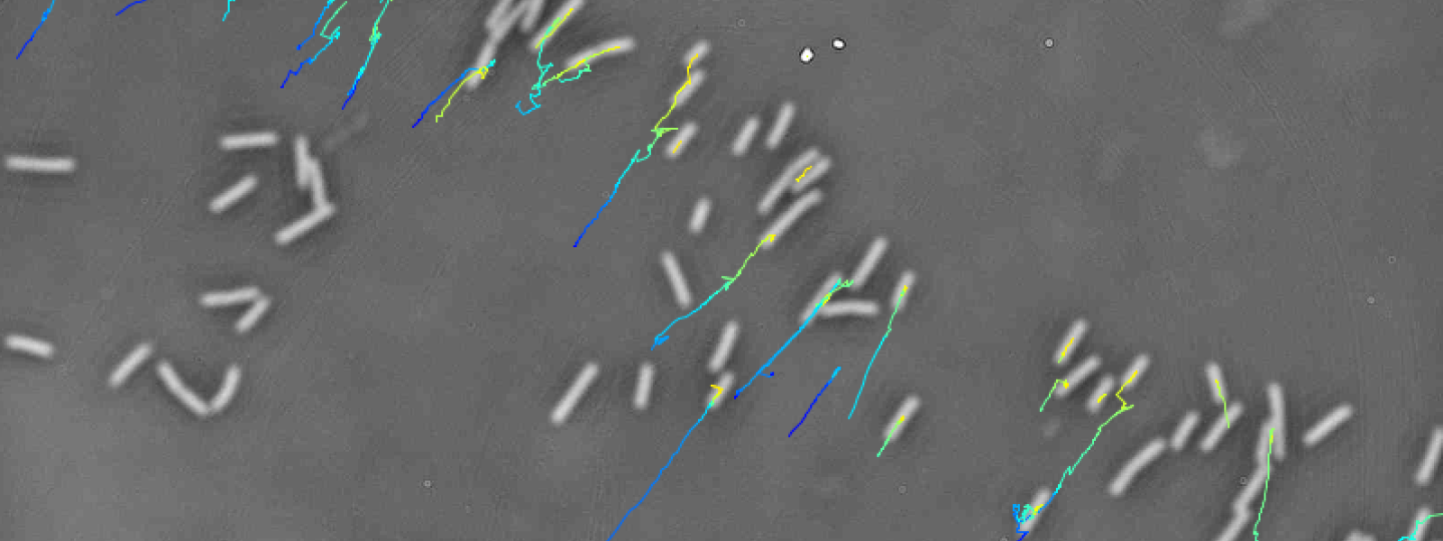 Bacteria swimming in cervical mucus