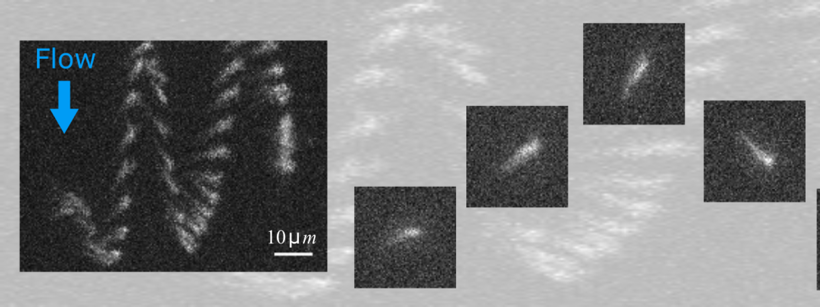 Stroboscopic image of a bacterium in oscillatory rheotaxis