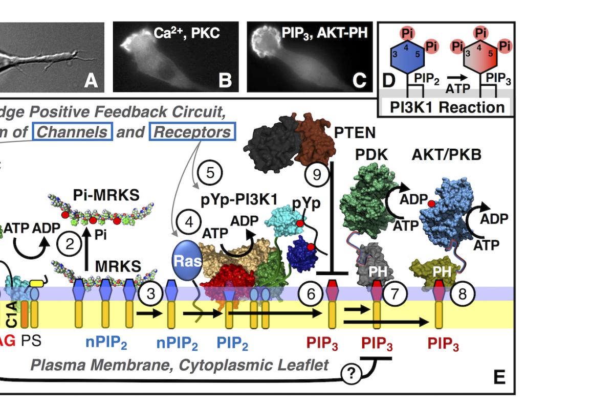 Signaling reactions on the macrophage leading edge membrane