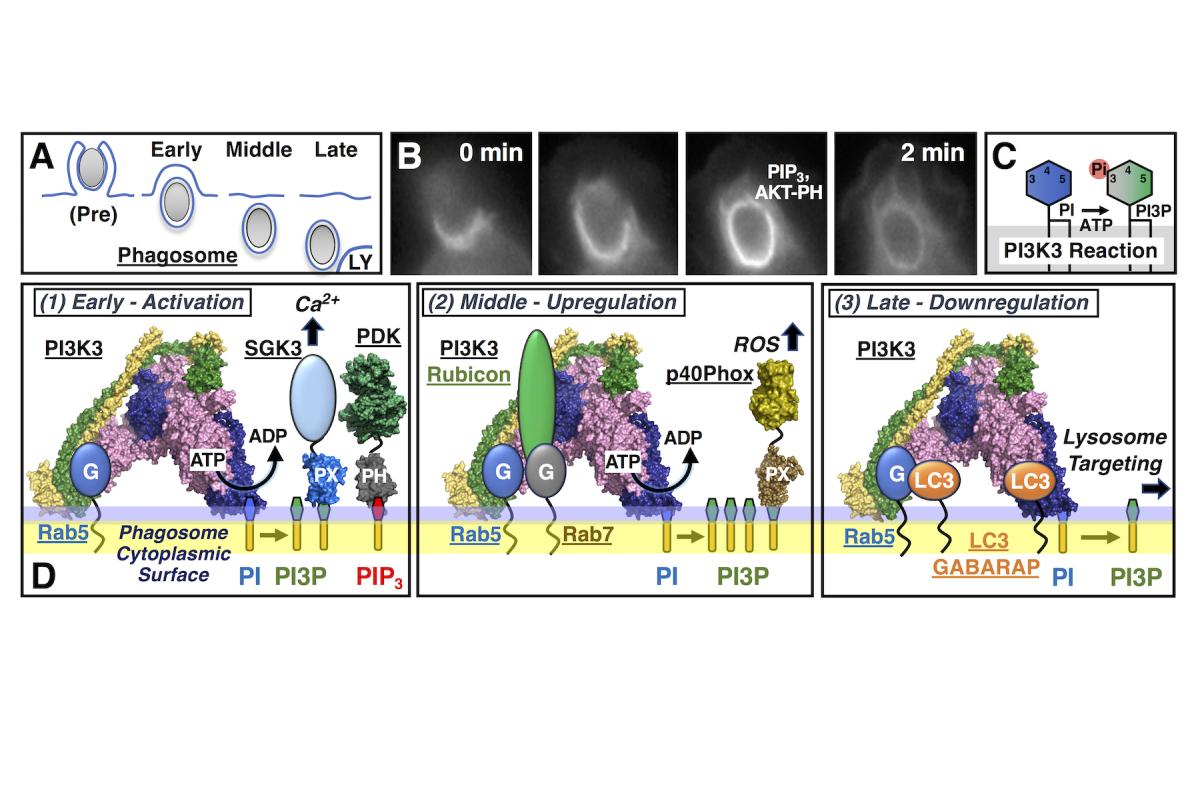 Signaling reactions on the phagosome membrane