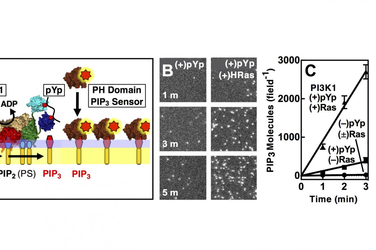 Single molecule assay for Class I PI3-kinase and PIP3 production