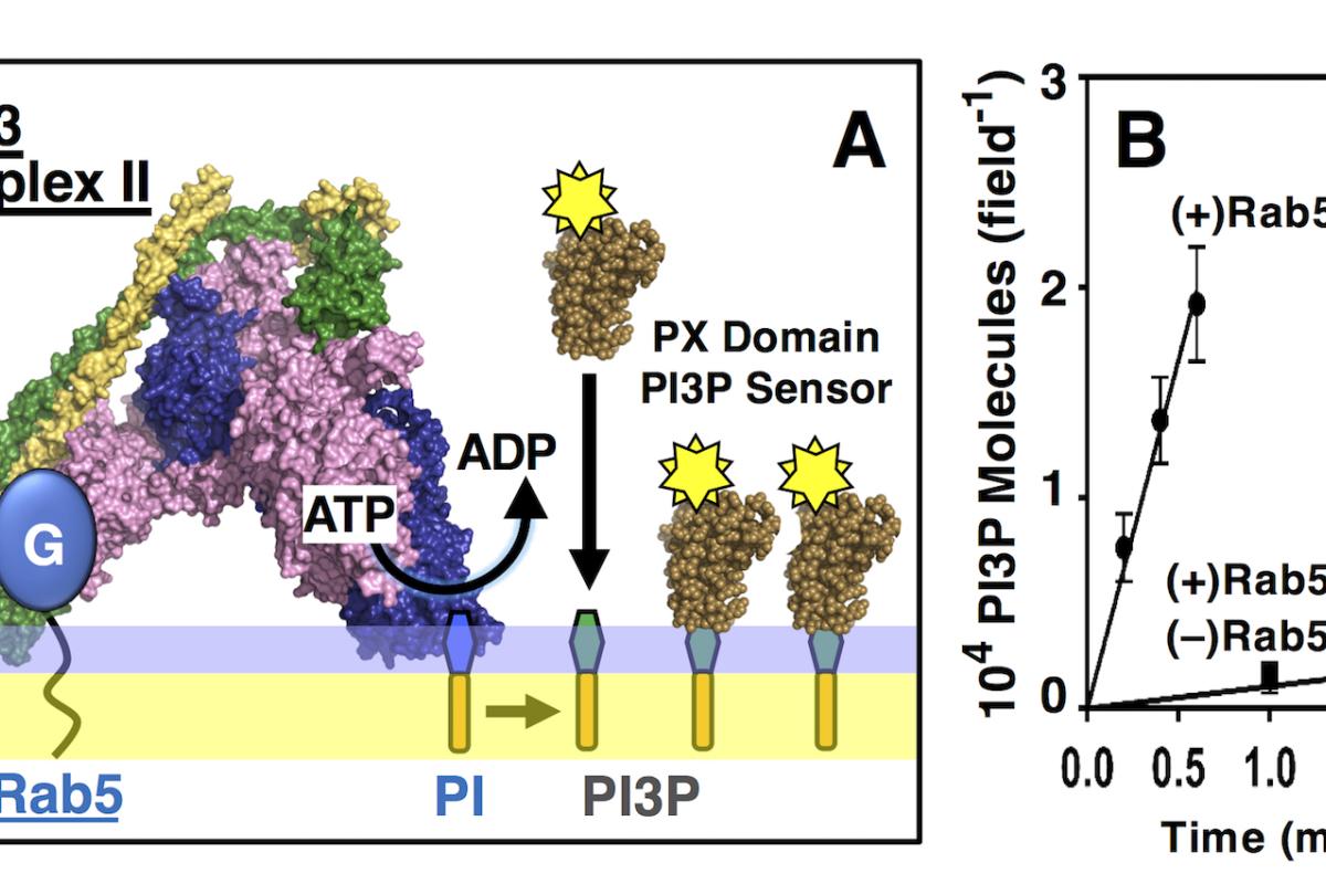 Single molecule assay for Class III PI3-kinase and PI3P production