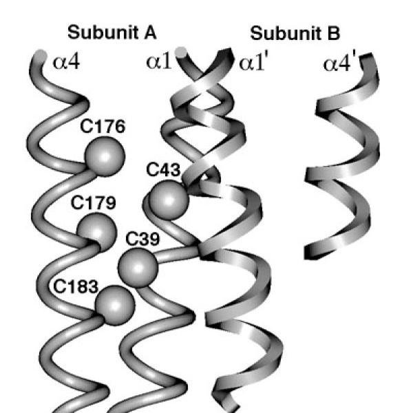 Lock-on and -off disulfides provide additional evidence that the aspartate receptor generates a piston-type transmembrane signal. The Cys176-Cys43 and Cys179-Cys39 disulfides lock the signaling helix in the down position and turn the kinase off. The Cys183-Cys39 and Cys197-Cys25 disulfides, by contrast, lock the signaling helix up and trap the kinase in the on state, regardless of ligand occupancy (Chervitz & Falke, 1995, 1996; Falke & Hazelbauer, 2001)