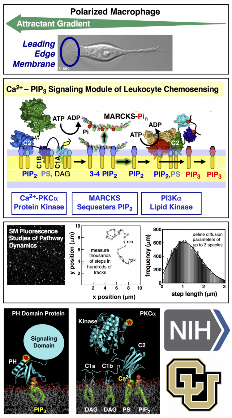images of a macrophage, a signaling pathway, single molecule studies, proteins, and NIH and CU logos
