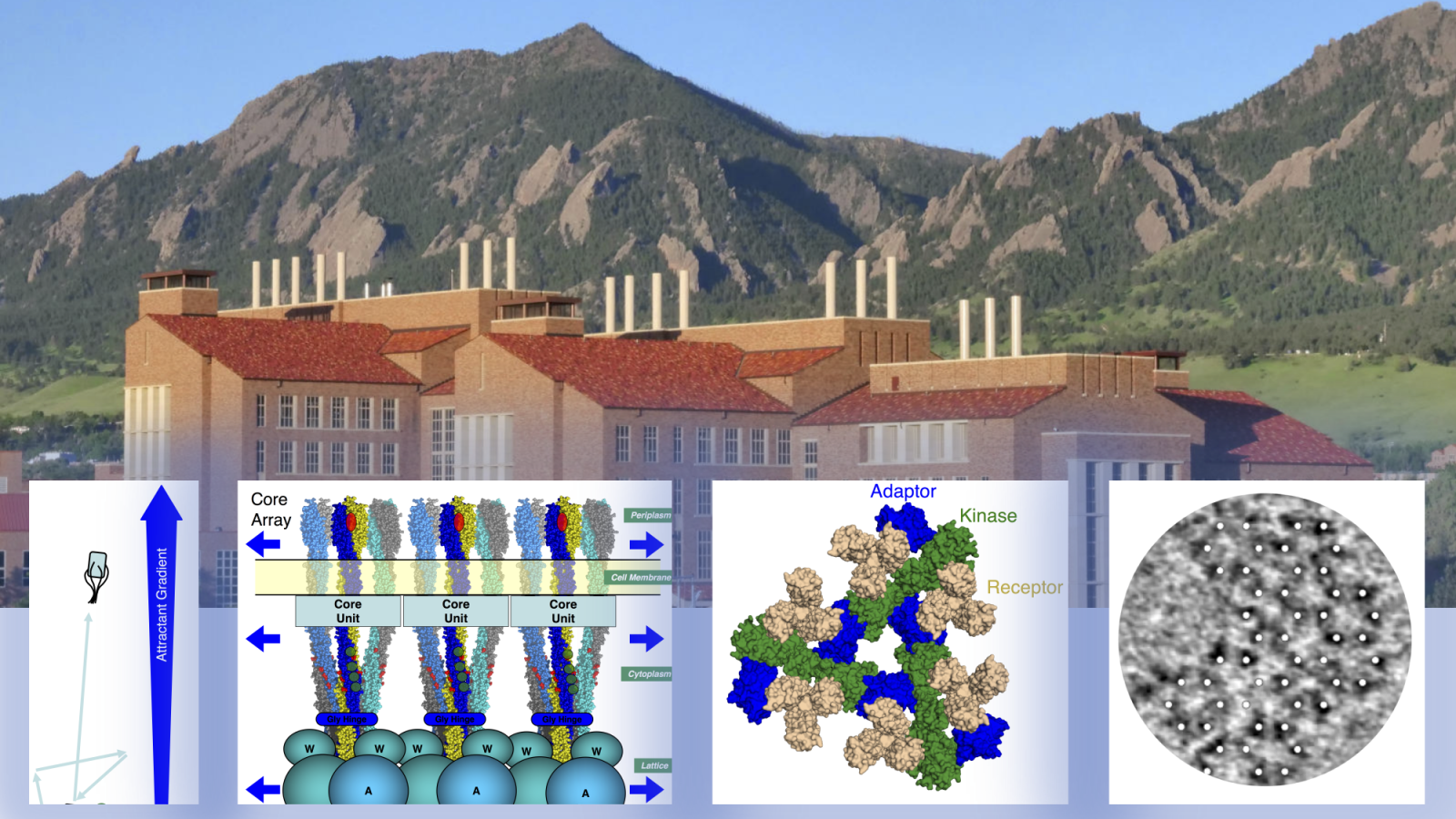 A mountain scene, with images of a bacterial cell, and three views of a receptor array