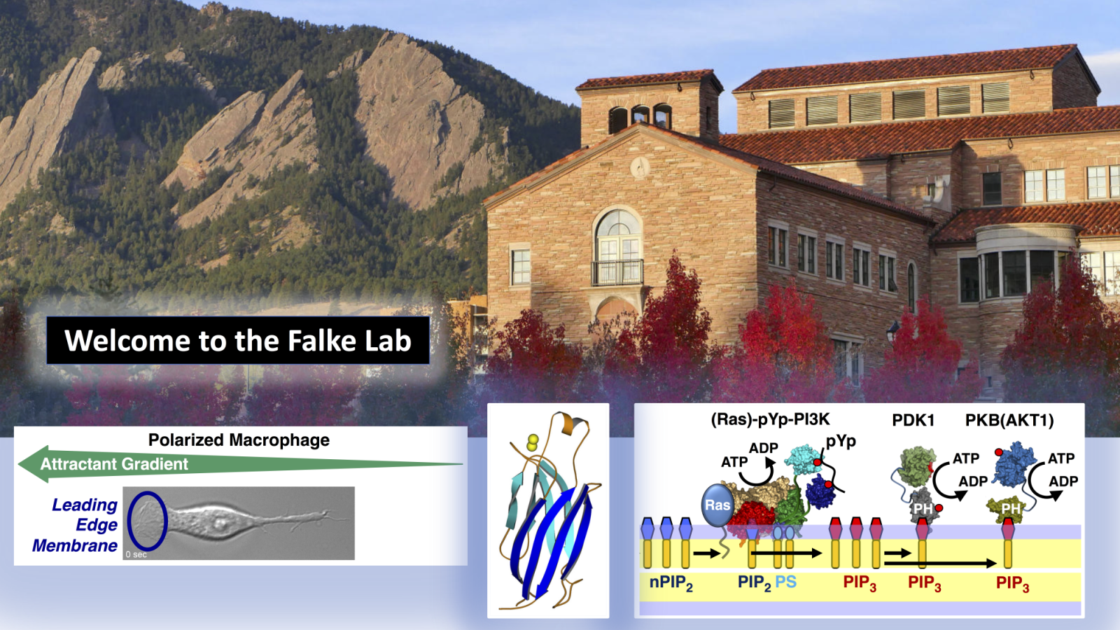 Welcome to the Falke lab, showing a mountain scene with images of a macrophage, a protein, and a pathway