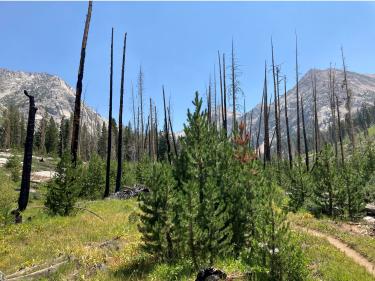 Small trees growing amongst dead, burned tree trunks with mountains in the background