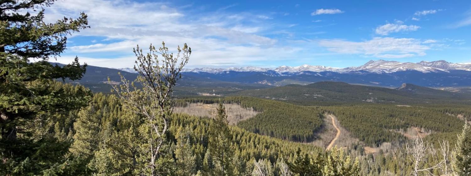 Image of a conifer forest with a mountain in the background