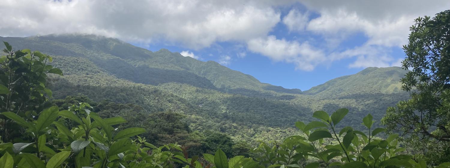 Image of a tropical forest with a mountain in the background