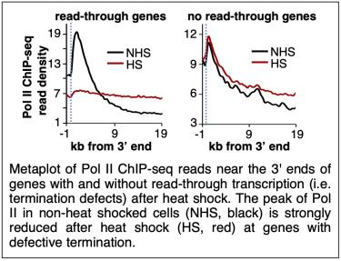 PolIIChIPseq