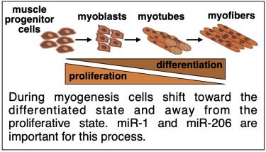 myogenesis