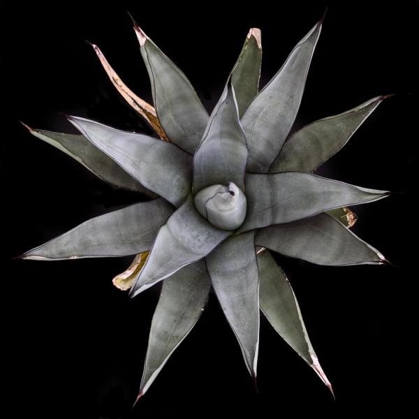 Agave scabra - Photo by H. Richard Ellis