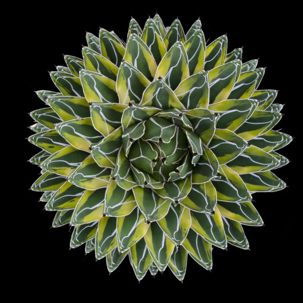 Agave victoriae reginae varigata - Photo by H. Richard Ellis