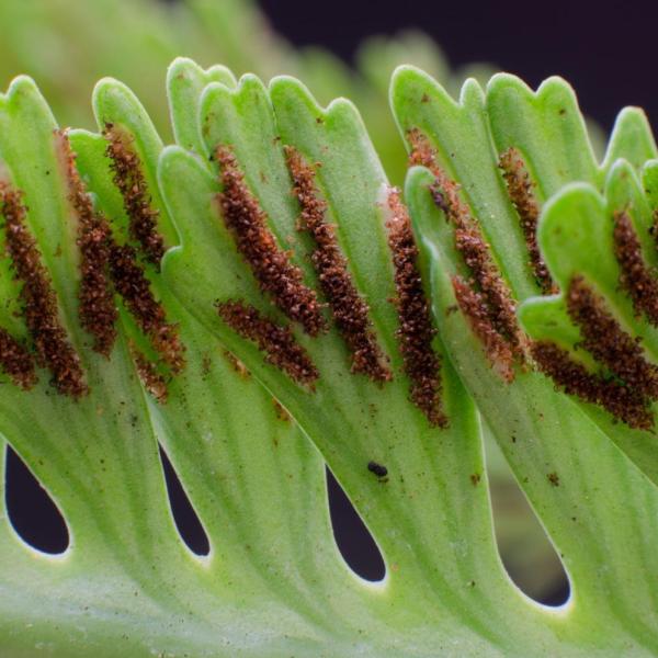 Asplenium cf prolongatum - Photo by H. Richard Ellis