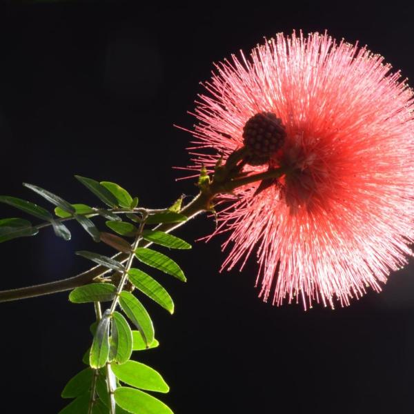 Calliandra haematocephala - Photo by H. Richard Ellis