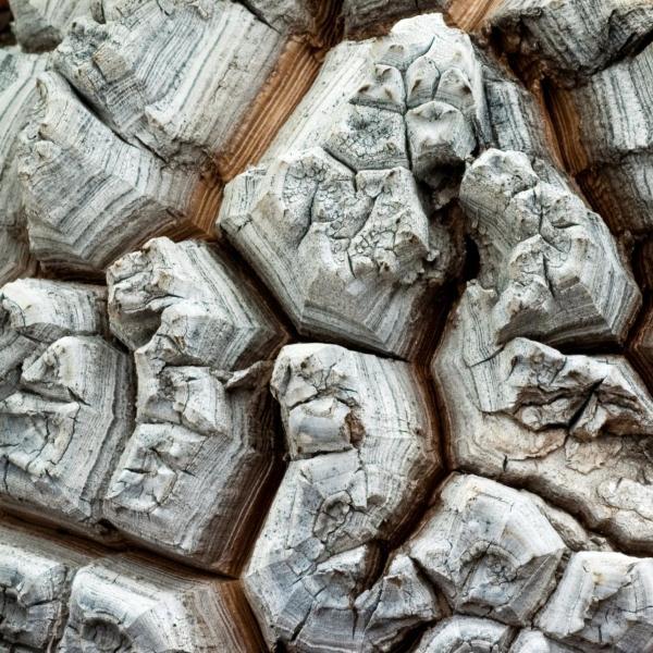 Dioscorea elephantipes - Photo by H. Richard Ellis