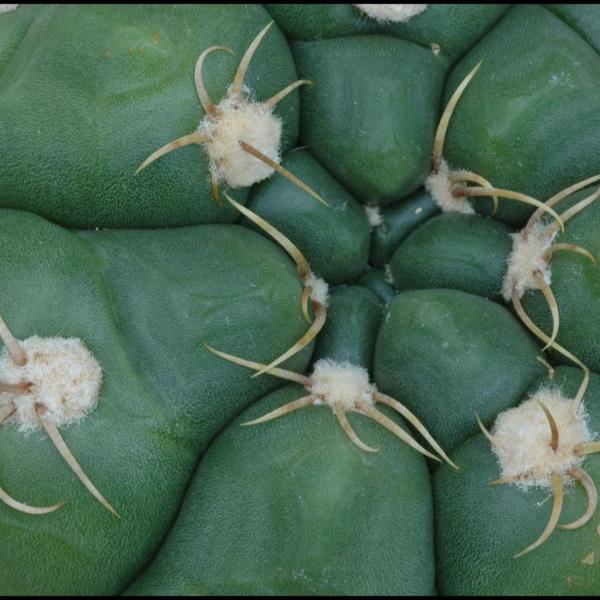 Gymnocalyciums - Photo by H. Richard Ellis