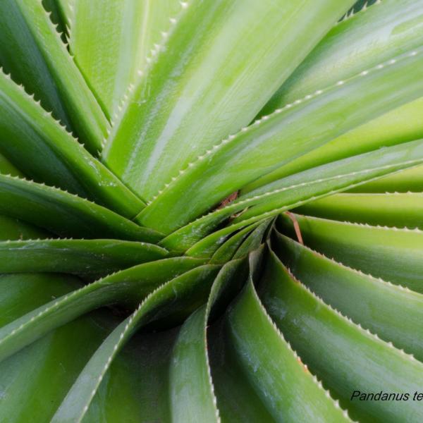 Pandanus tectorius - Photo by H. Richard Ellis