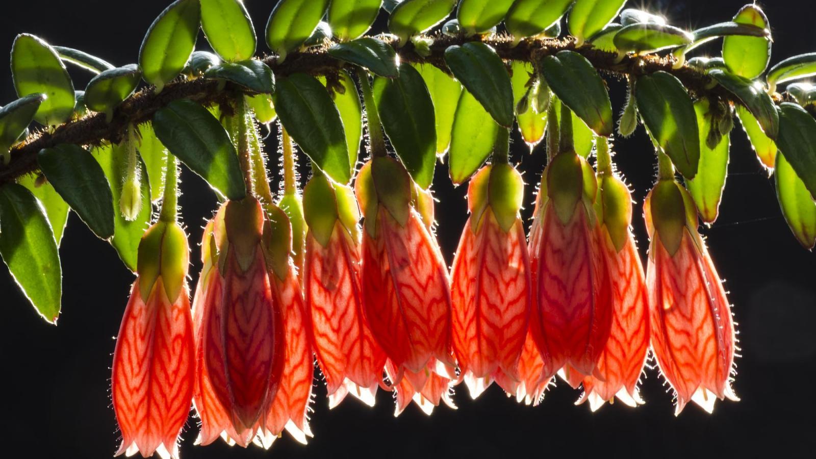 Agapetes serpens