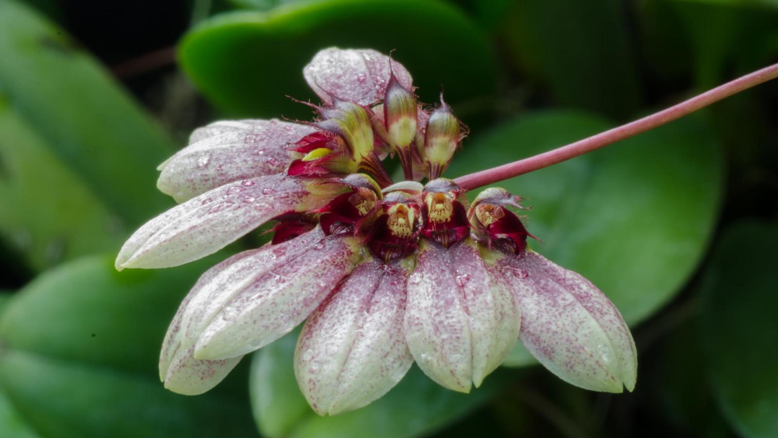 Bulbophyllum makoyanum