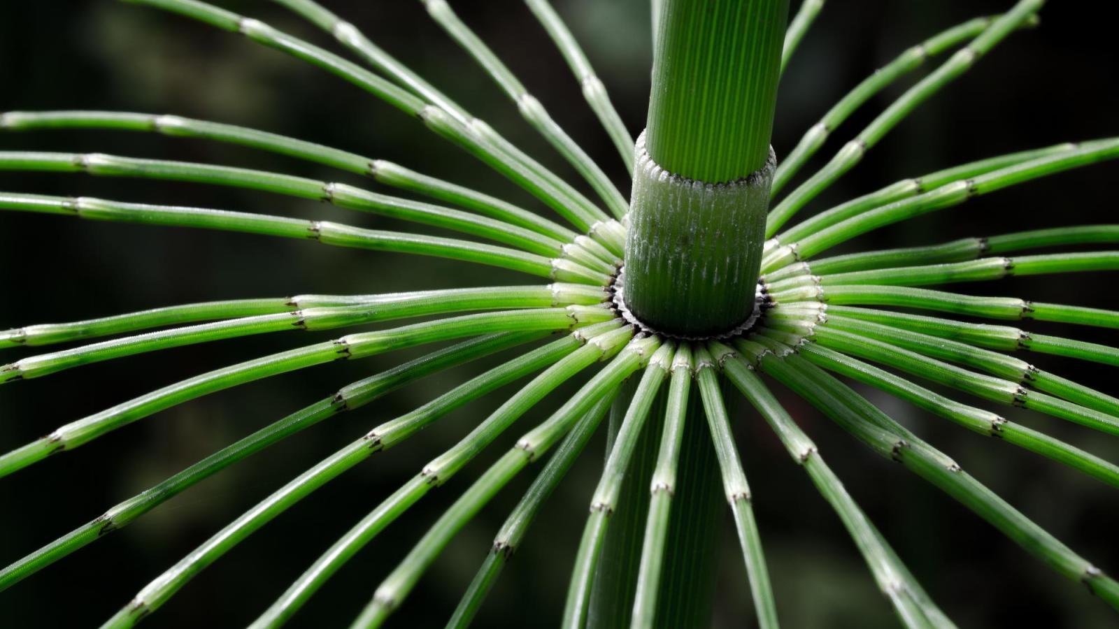 Equisetum myriochaetum