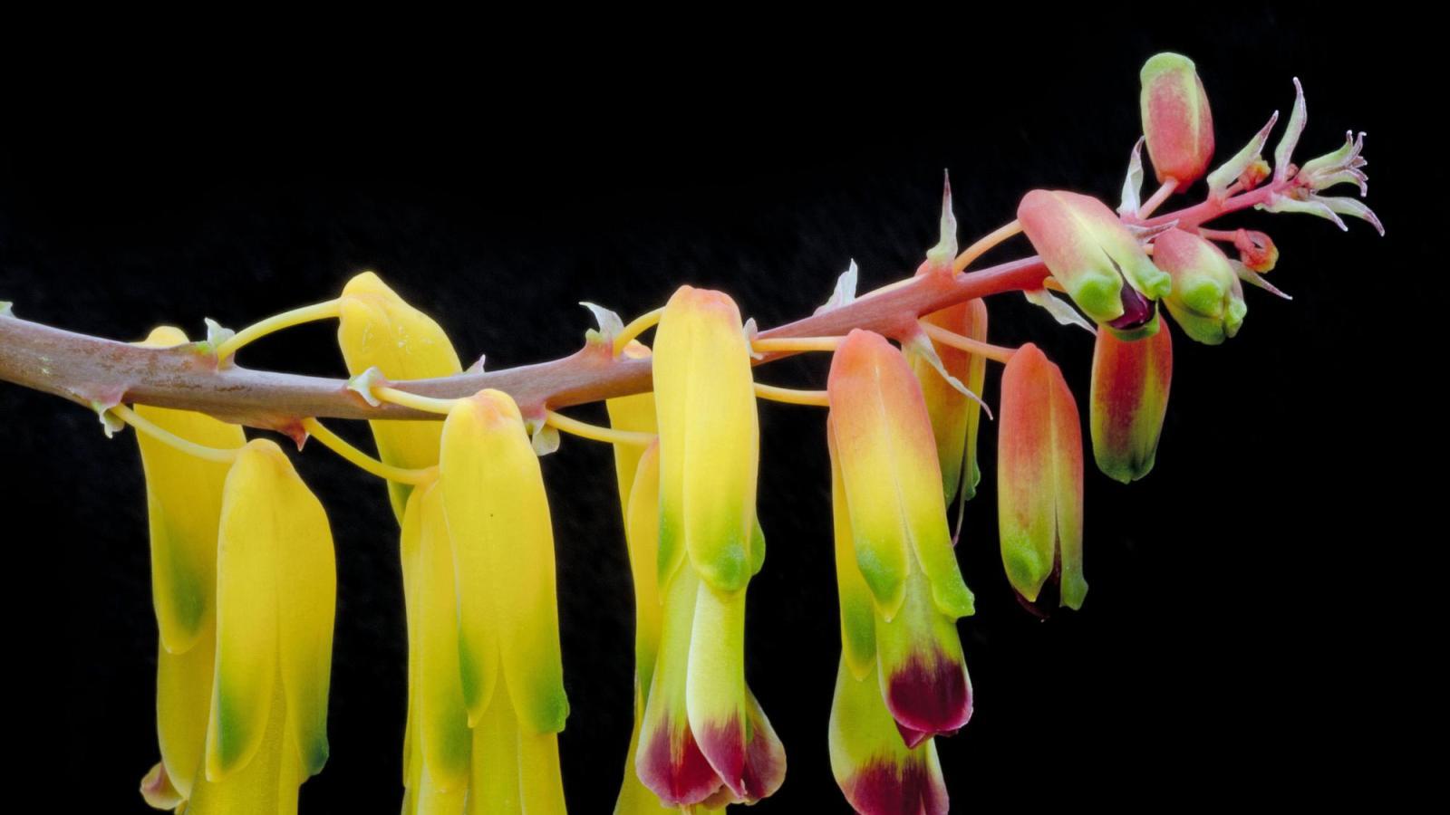 Lachenalia aloides Waynes Tricolor
