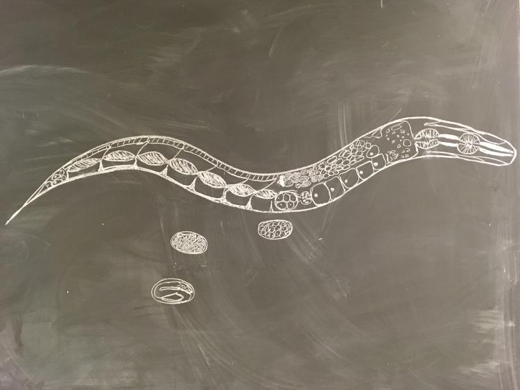 Chalk Worm by Benjamin P. Weaver