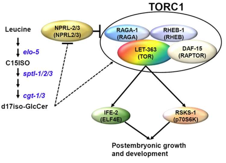 Genetic model for elo-5/TORC1 connection.