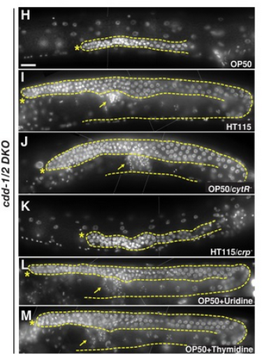 Germline phenotype from Chi et al 2016