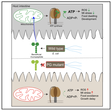 graphical abstract