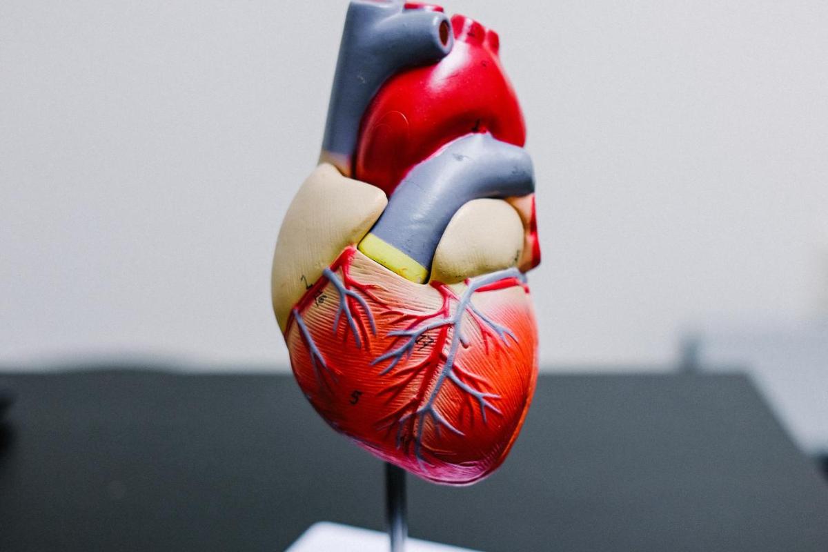 Model of a heart