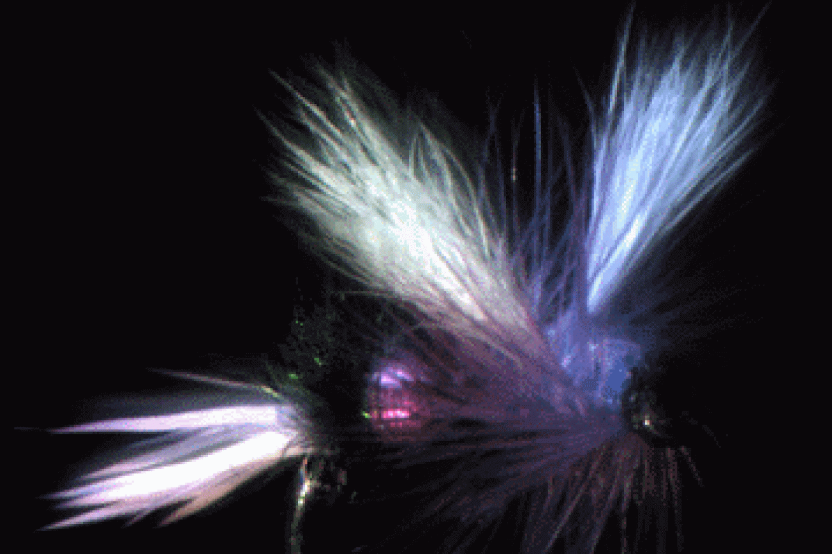A fly