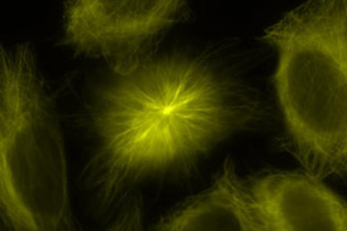 A centriole