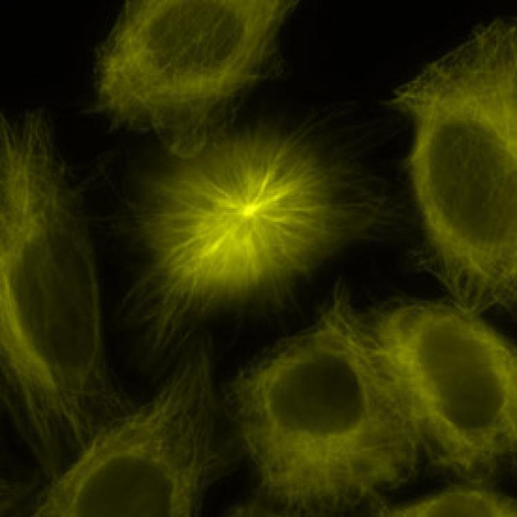 A centriole