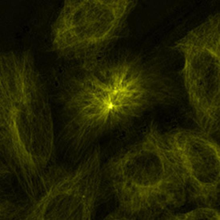 EDF image of centriole