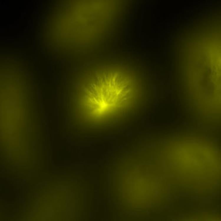 a 6µm image