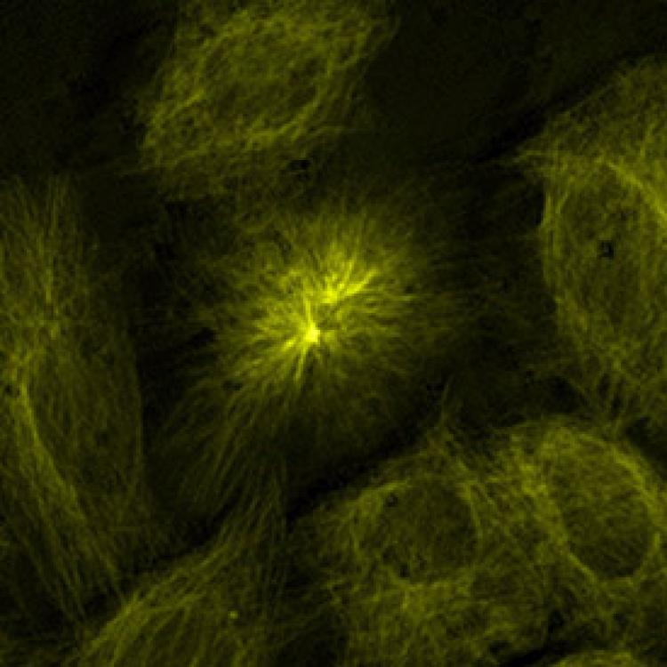 a 6µm image