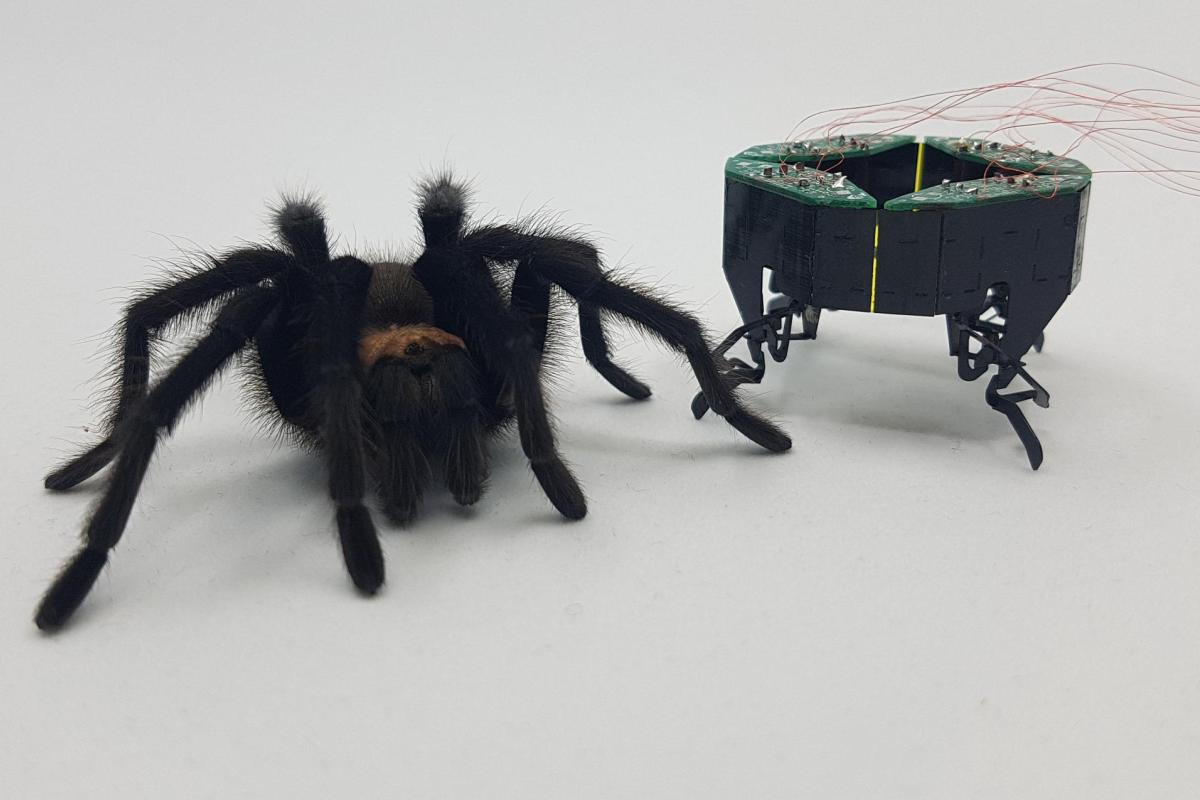 CLARI and Spider
