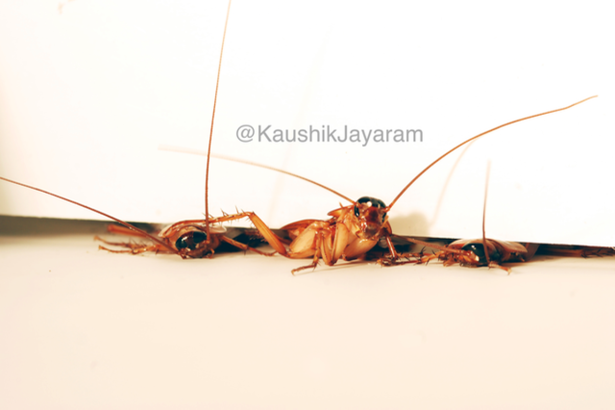 Cockroaches squeezing under a door