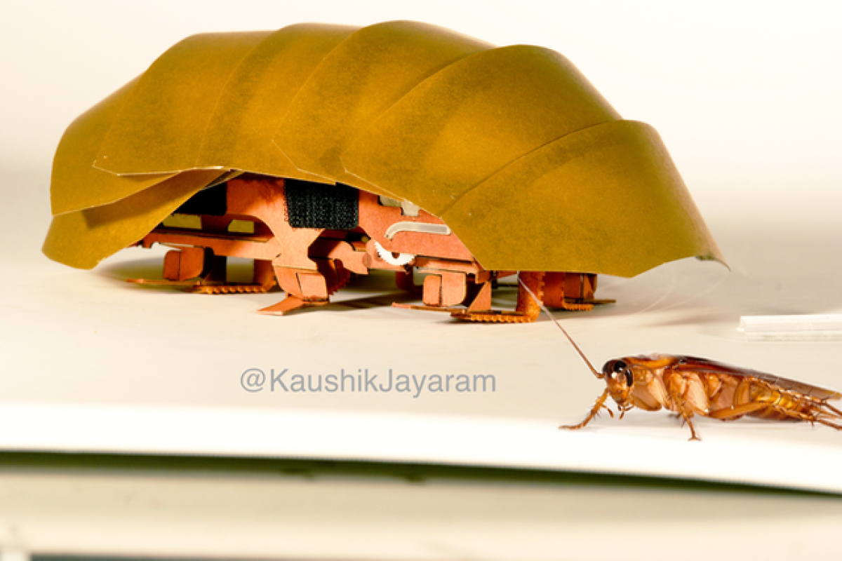 Cockroach with CRAM