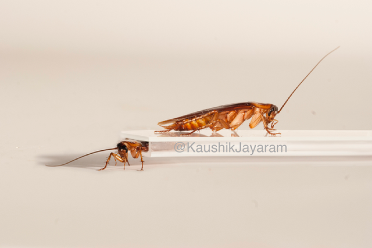 Standing vs squished cockroach