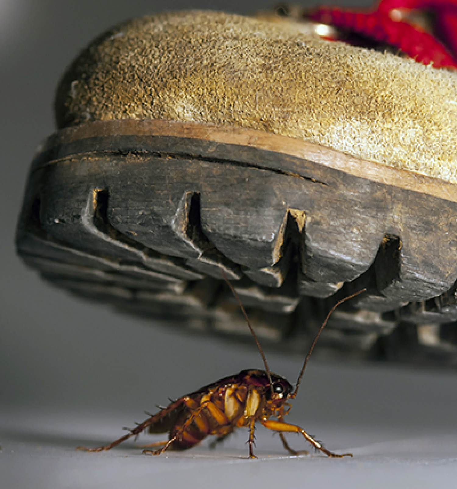 Cockroach being crushed by boot.