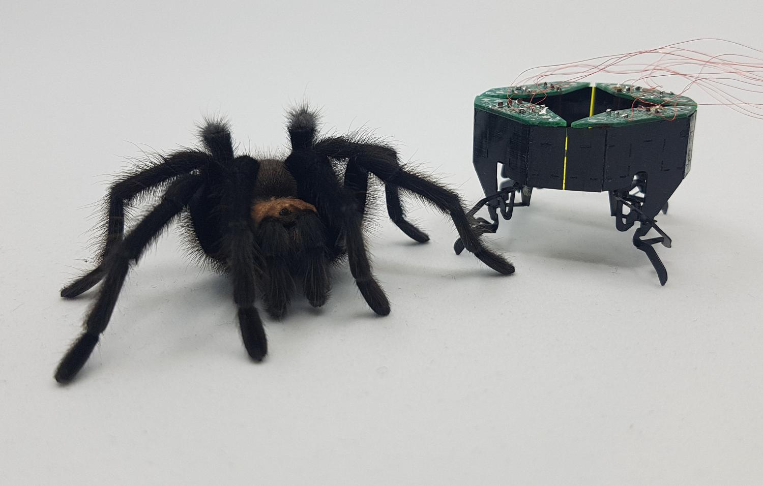 CLARI and spider